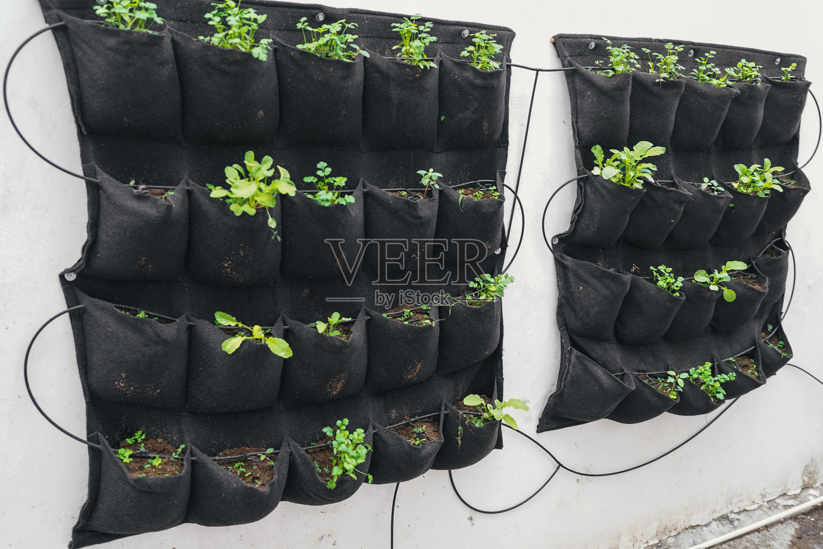 学校垂直花园种植新鲜食用植物照片摄影图片