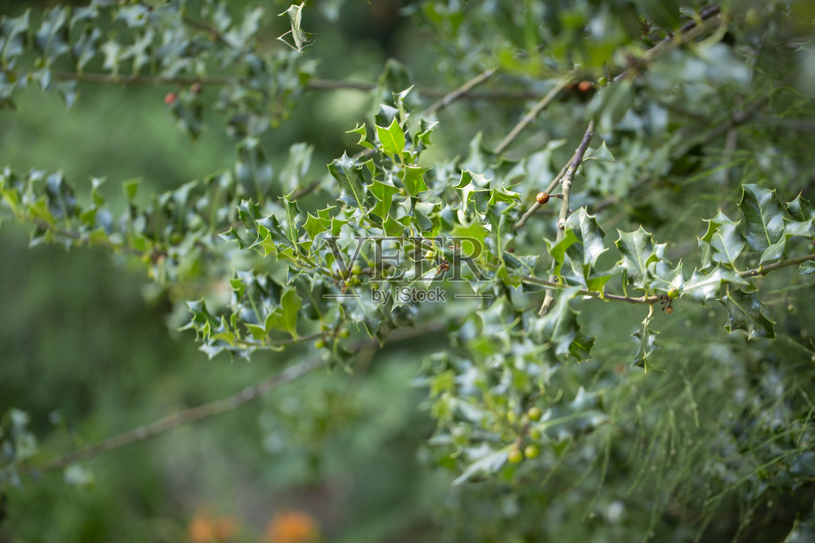 欧洲冬青植物照片摄影图片
