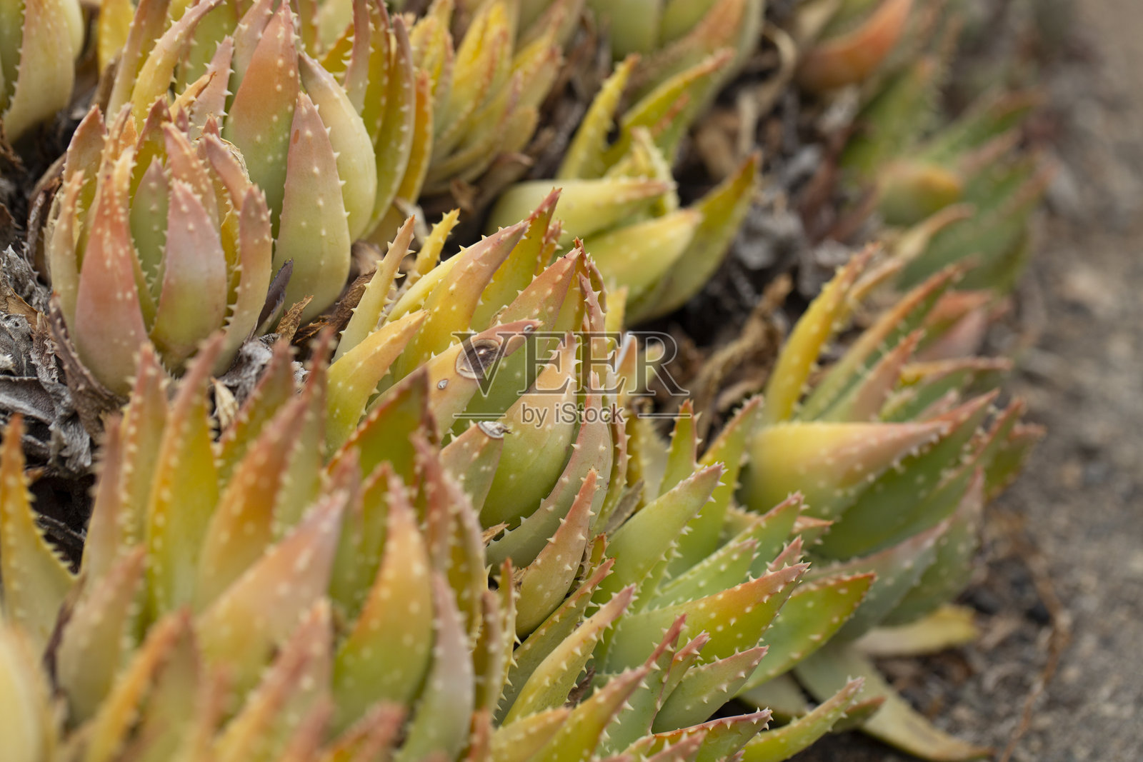 短叶芦荟照片摄影图片