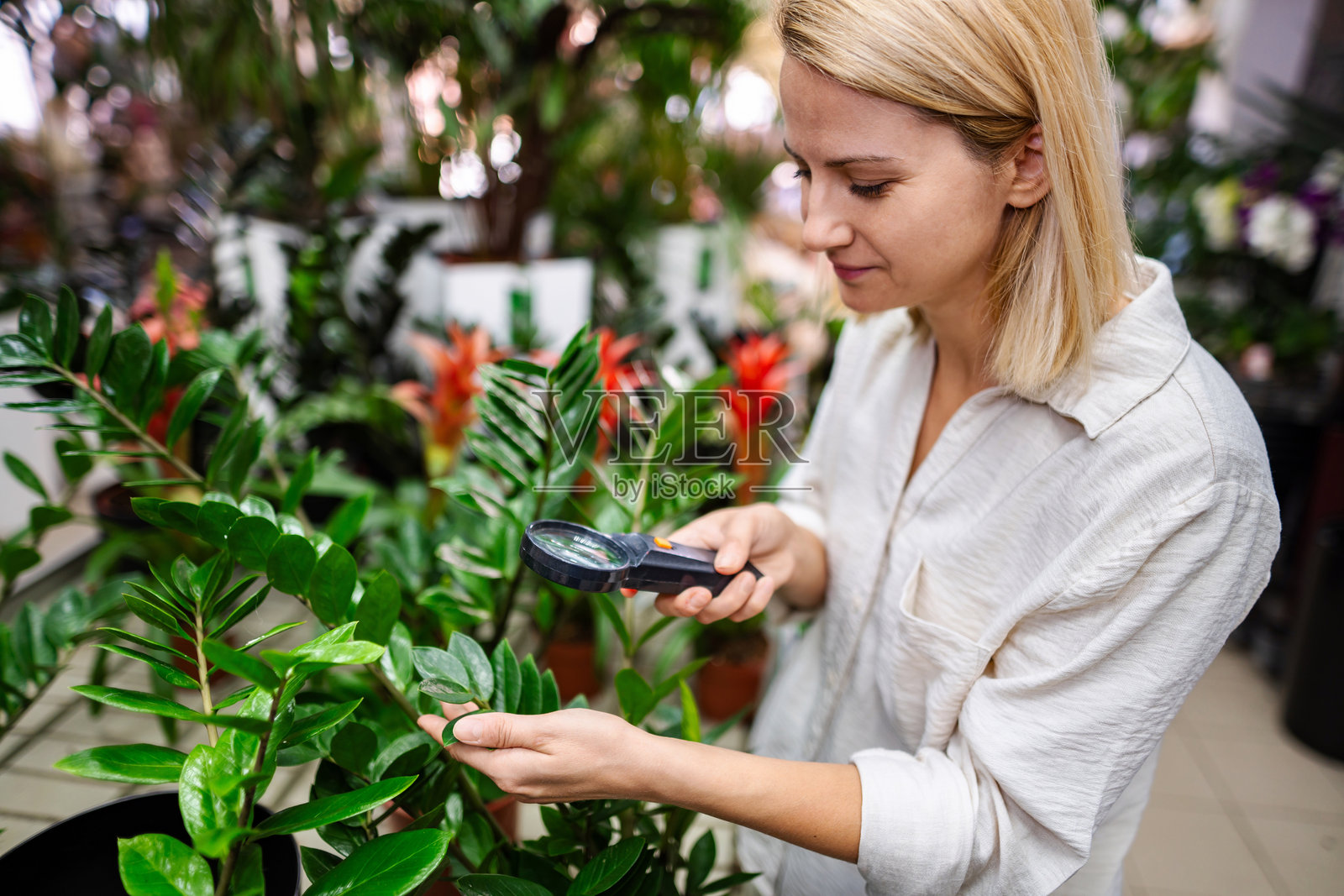 植物学家在温室里用放大镜检查植物叶子照片摄影图片