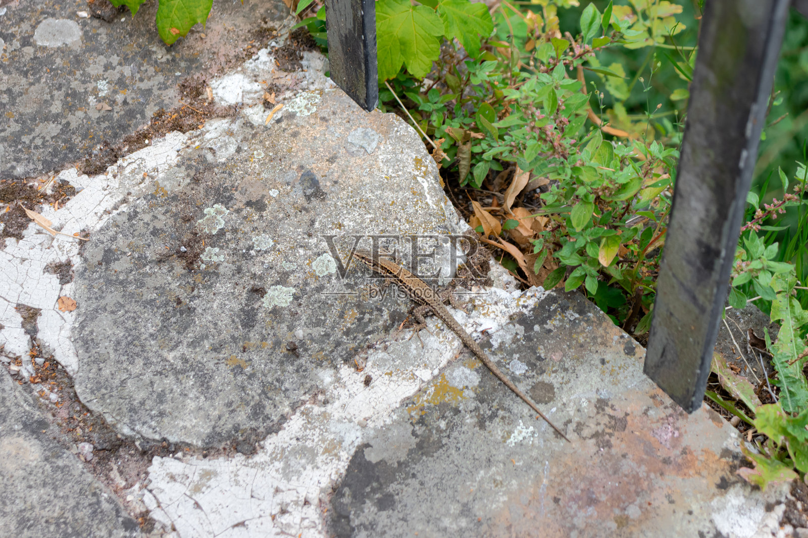 普通墙蜥蜴（Podarcis muralis）照片摄影图片