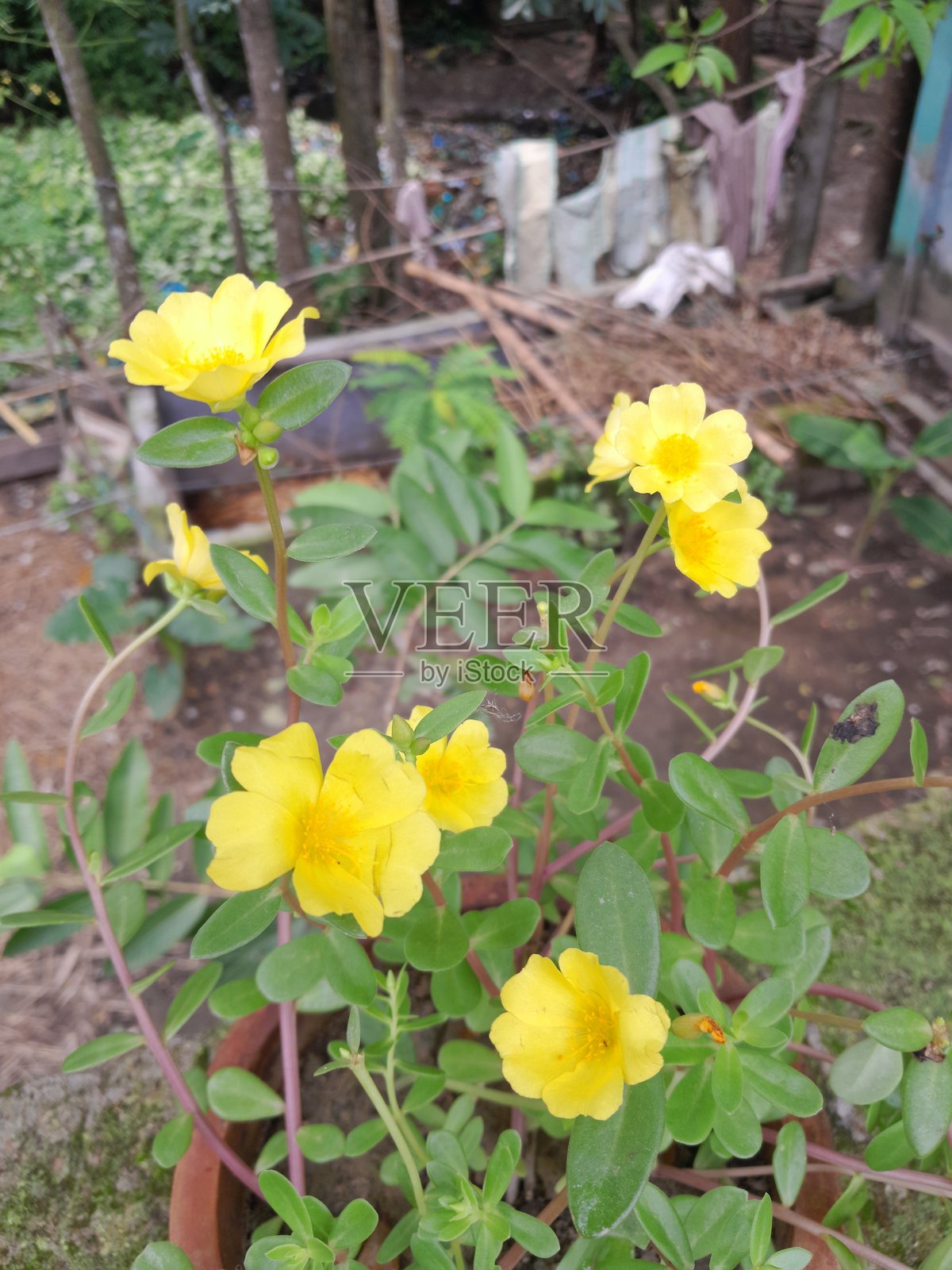 花园里的黄色太阳花。太阳花之美。柔美的太阳花。照片摄影图片