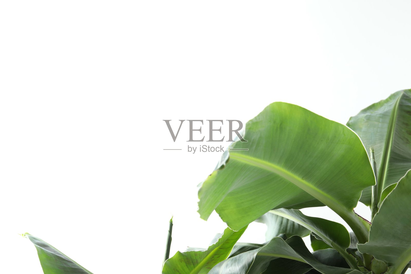 热带芭蕉叶纹理，绿色叶片抽象艺术。照片摄影图片