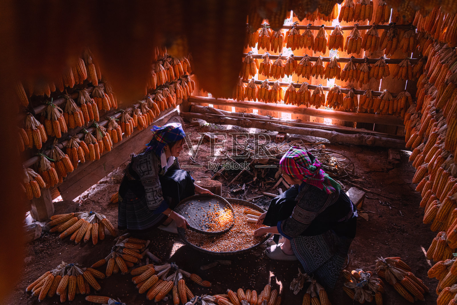 越南安沛省木江寨镇，苗族人民在秋日清晨辛勤劳作，脸上洋溢着丰收玉米的喜悦和满足。照片摄影图片