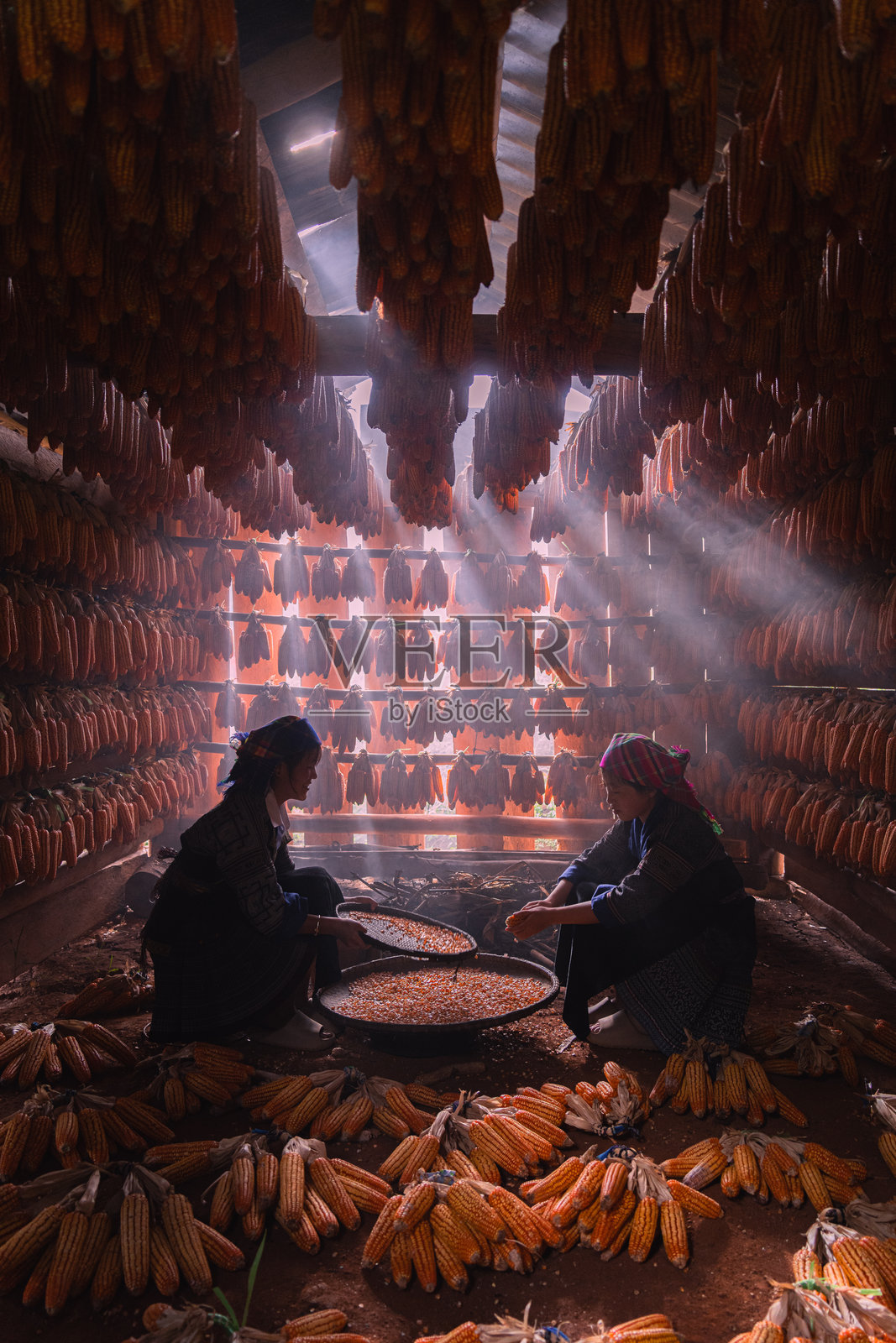 越南安沛省木江寨镇，苗族人民在秋日清晨收获玉米后，带着劳动的喜悦和满足的笑容。照片摄影图片