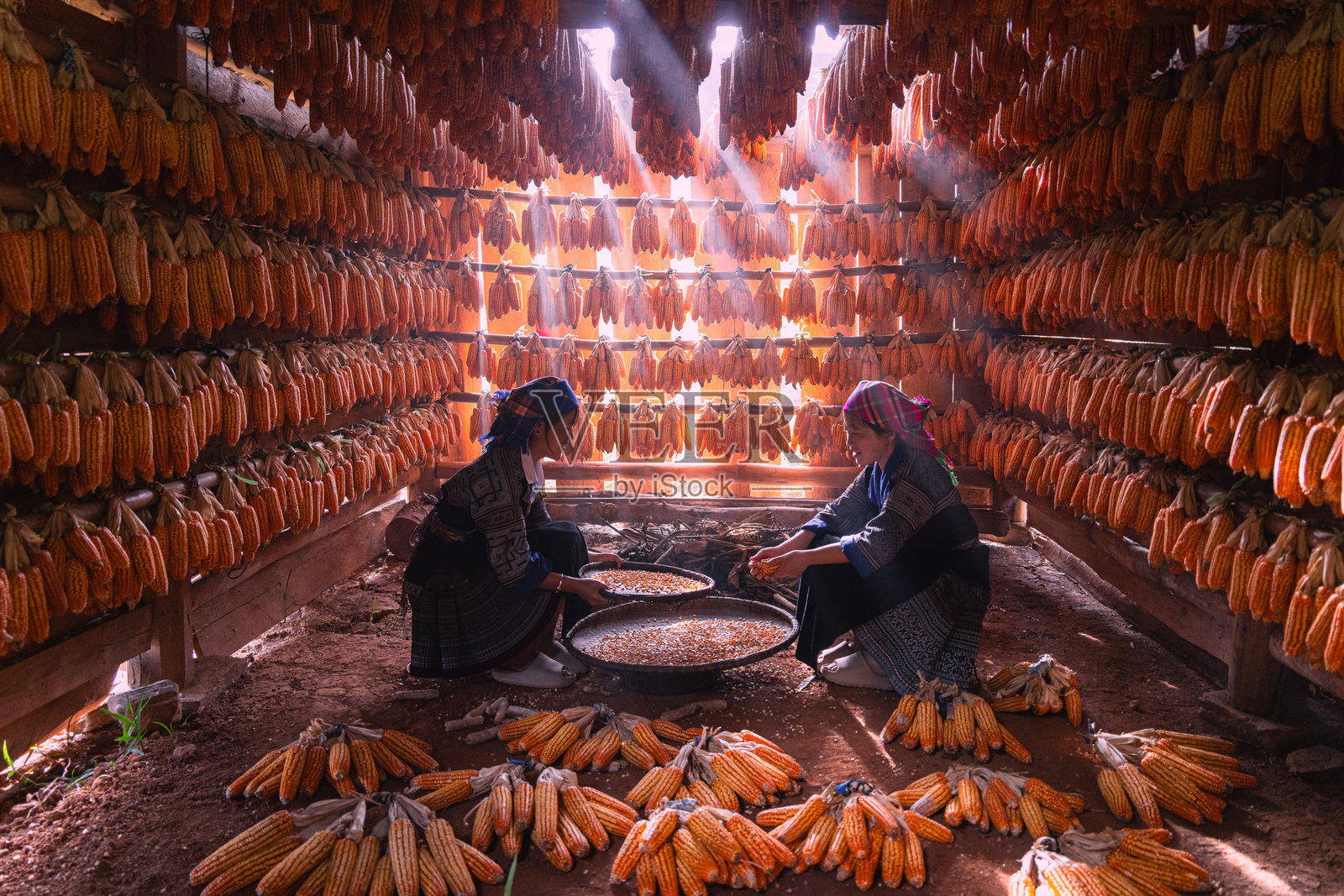 越南安沛省穆 cang 柴镇，苗族人民在秋日清晨辛勤劳作，脸上洋溢着丰收玉米的喜悦和满足。照片摄影图片