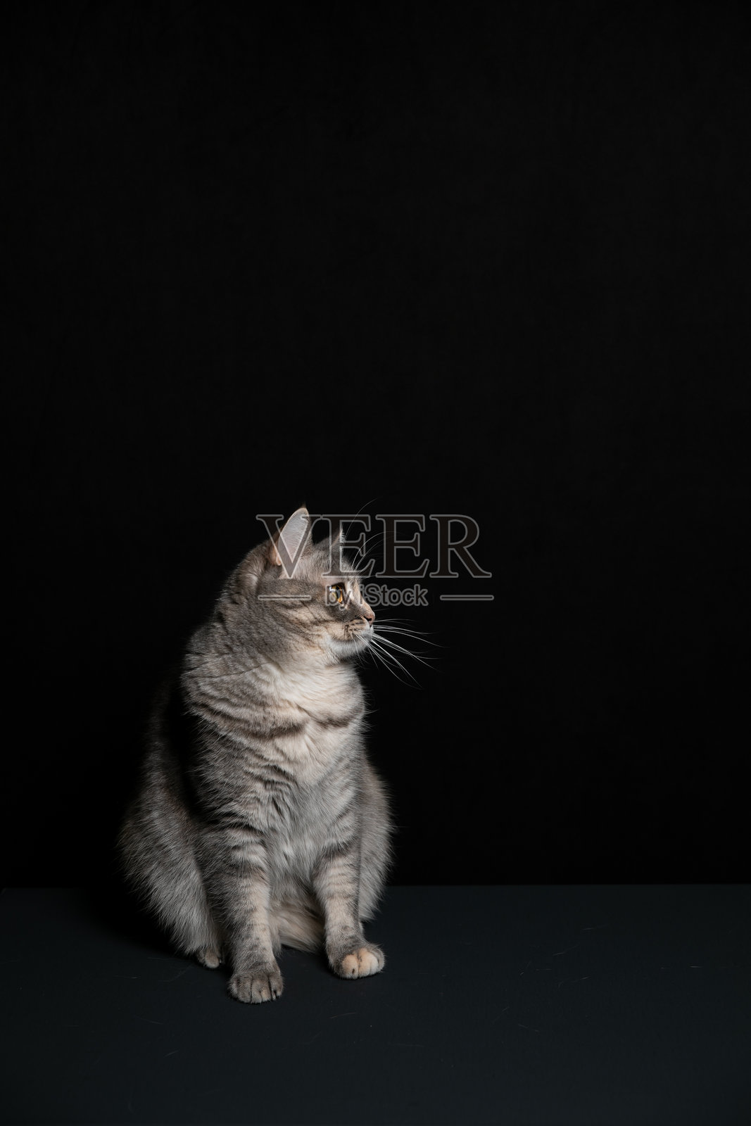 一只猫在为拍照摆姿势。照片摄影图片