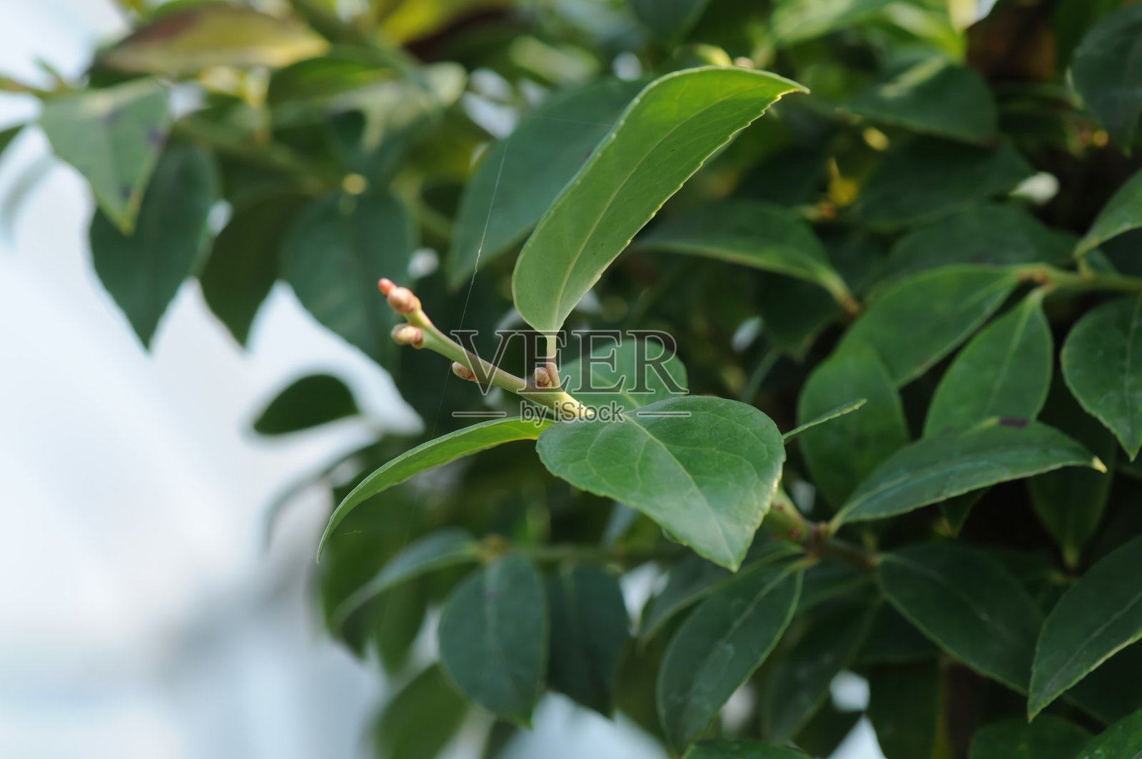 韩国常绿灌木，学名Vaccinium bracteatum，叶片呈椭圆形且有光泽，果实为紫黑色可食用浆果，生长在森林边缘。在韩国拍摄。照片摄影图片
