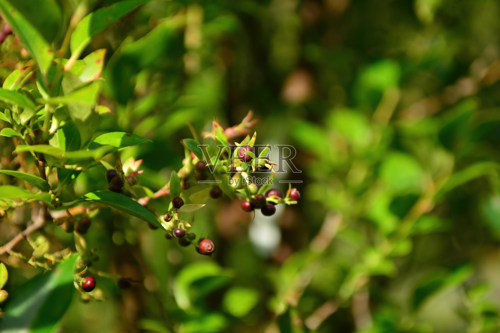 韩国常绿灌木“欧洲越橘”（Vaccinium bracteatum），叶片卵形光亮，果实为深紫色可食浆果，生长于森林边缘。摄于韩国。照片摄影图片