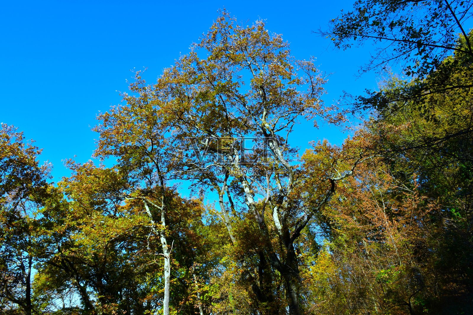 落叶阔叶温带橡树冠层照片摄影图片