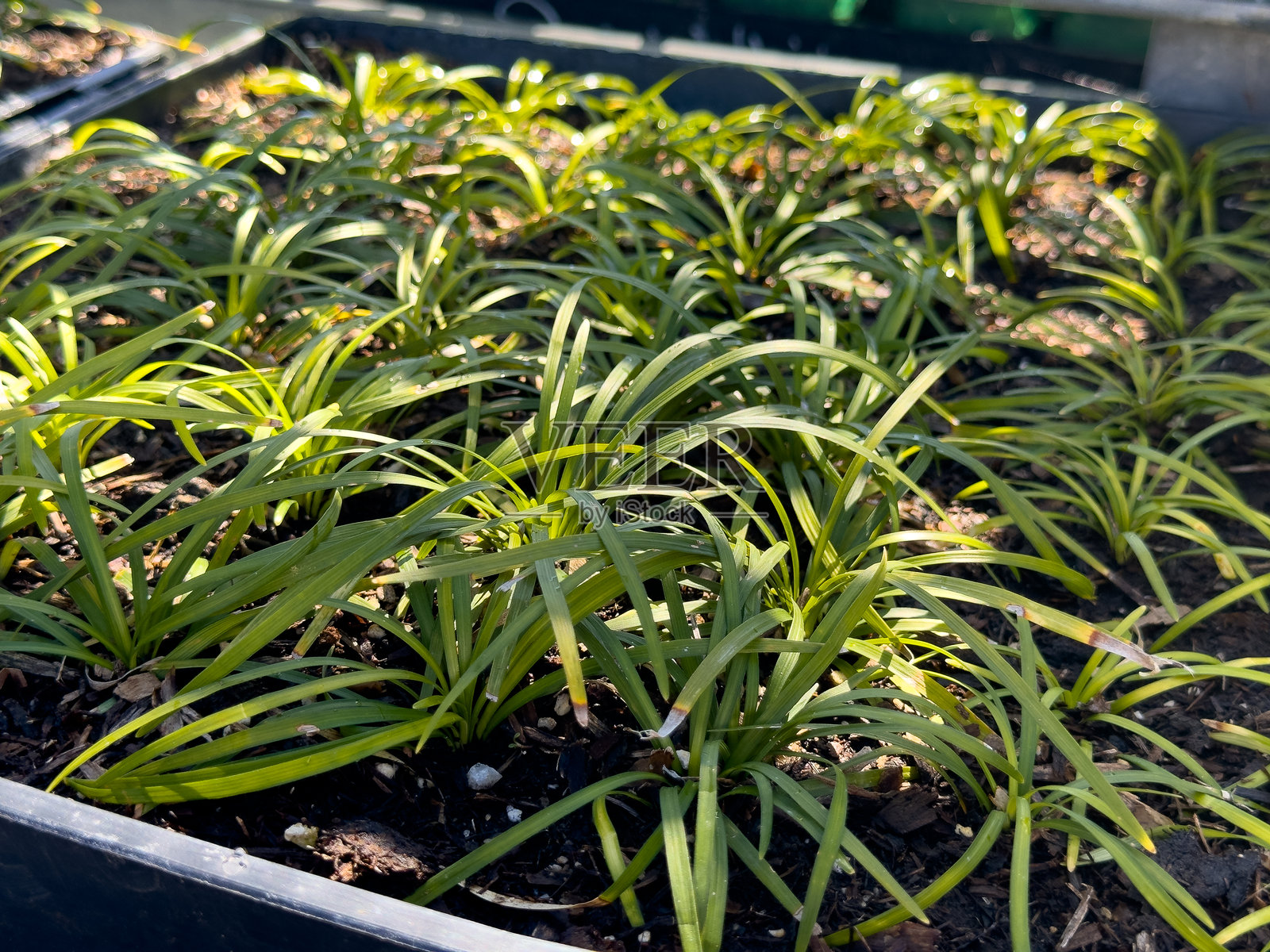 矮人蒙多箱子照片摄影图片