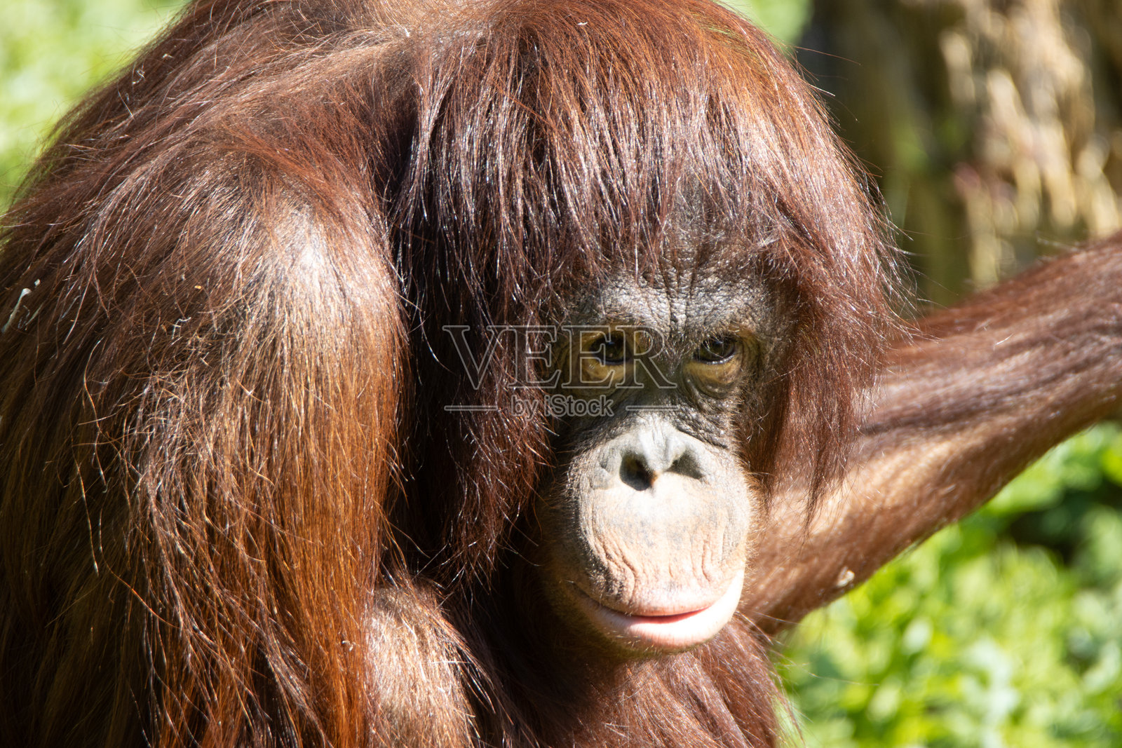 英国德文郡佩恩顿动物园里，一只年轻的婆罗洲猩猩（Pongo pygmaeus）在春日阳光下的特写照片摄影图片
