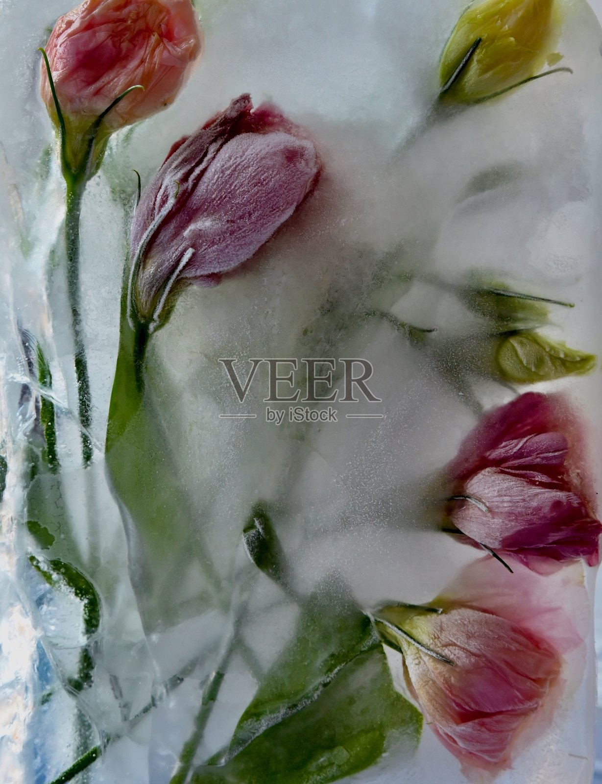 艺术化的虚化背景，背景是冰封的花朵微距照片照片摄影图片