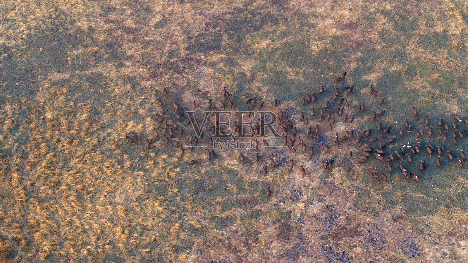 非洲大草原上成群的野牛的空中视角。非常适合野生动物、野生动物园和广阔风景摄影。照片摄影图片
