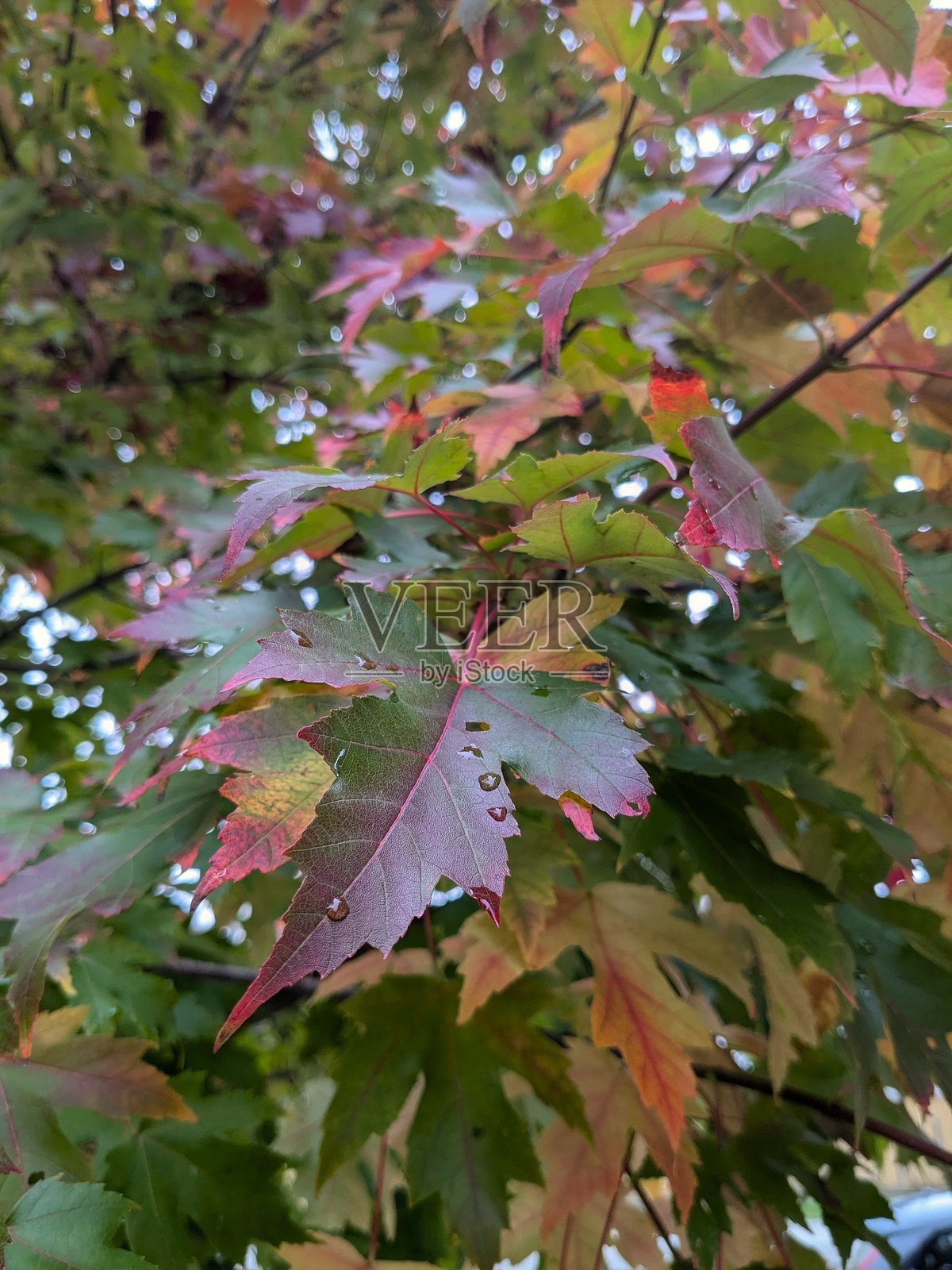 红枫树枝，叶片上的露珠照片摄影图片