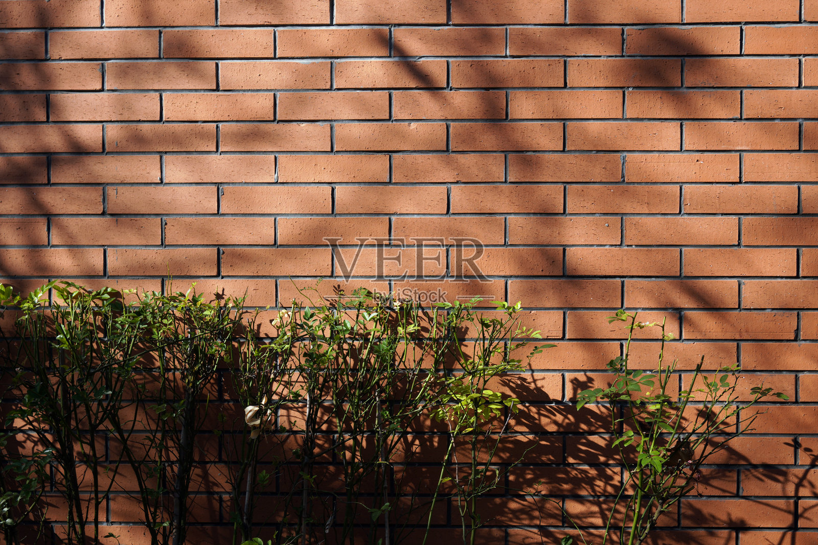 绿叶在红砖墙和绿植上投下阴影照片摄影图片