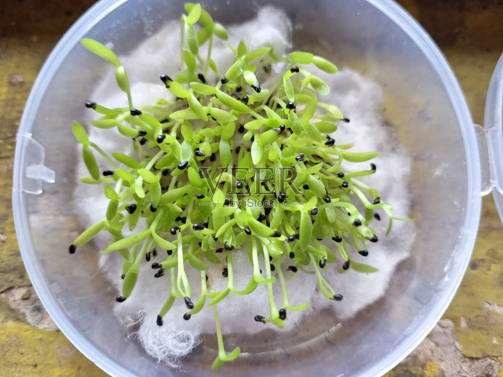 草莓梨、火龙果植株、红龙果、三角柱、萌发、嫩芽、发芽照片摄影图片