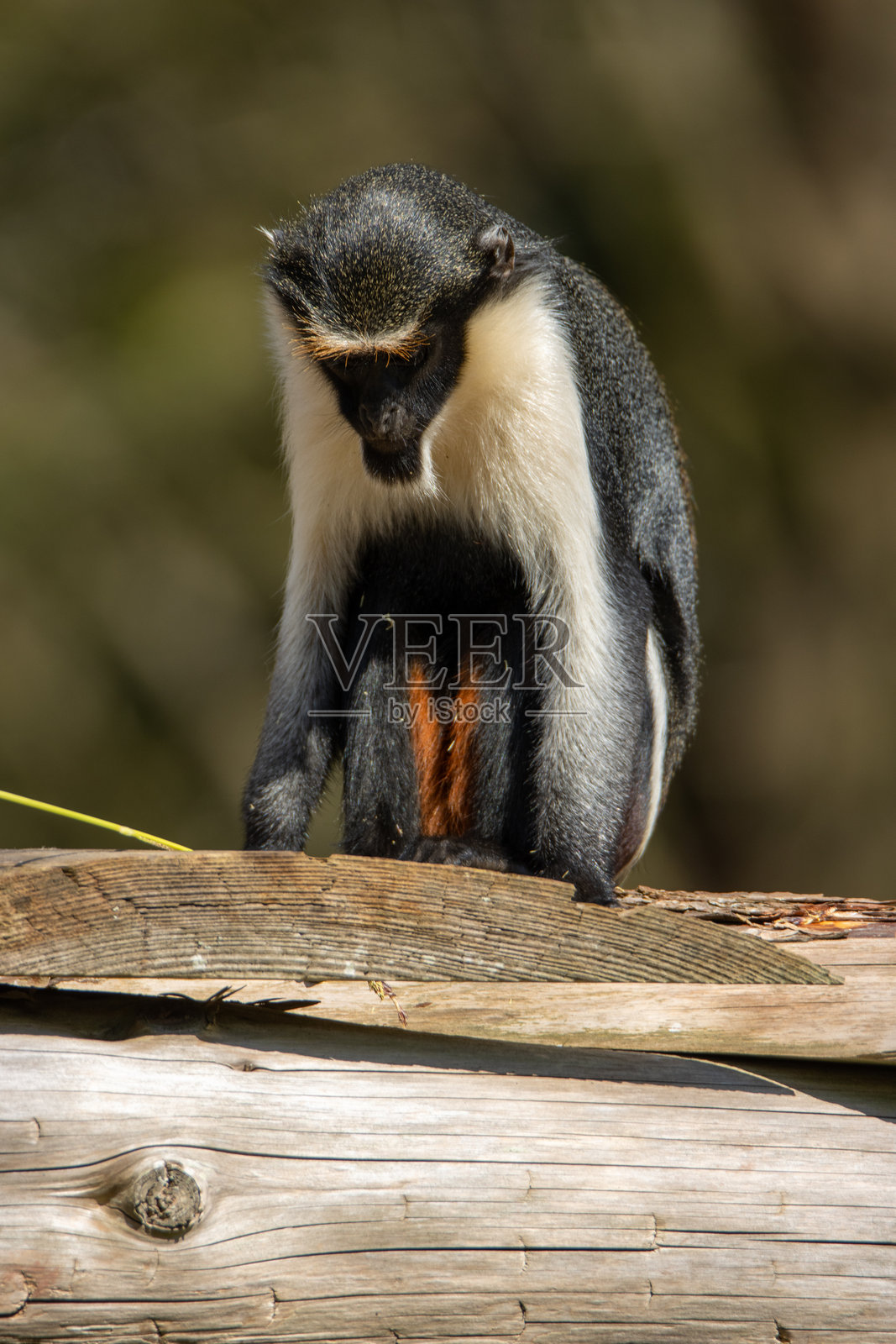 一只年轻的迪安娜猴（Cercopithecus diana）坐在木头上，背景为英国德文郡佩恩顿动物园的自然绿色背景，图像为孤立的。照片摄影图片