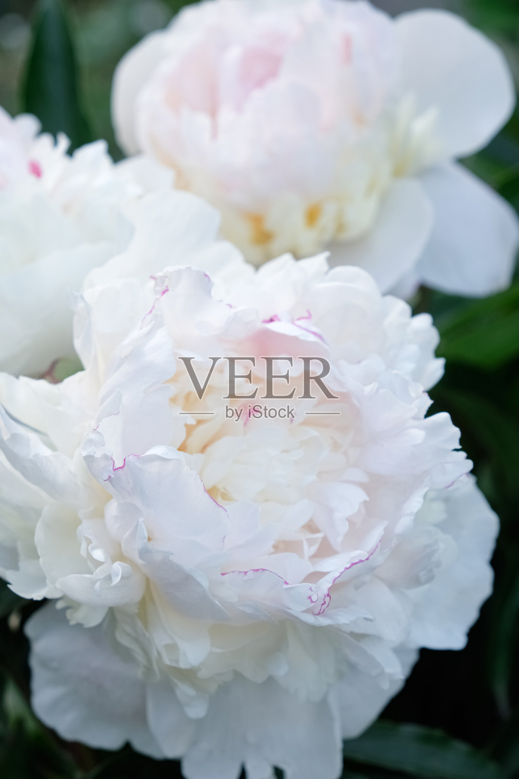 花园里盛开的娇嫩白色牡丹花，带着淡淡的粉色晕染，特写视角照片摄影图片