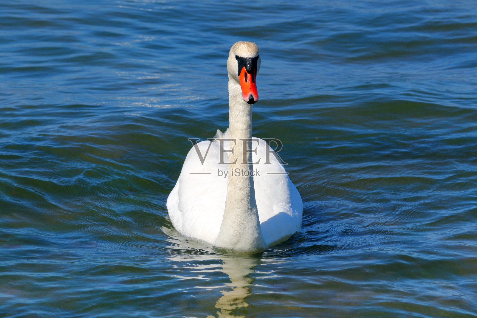 天鹅在蓝色湖面上游动照片摄影图片