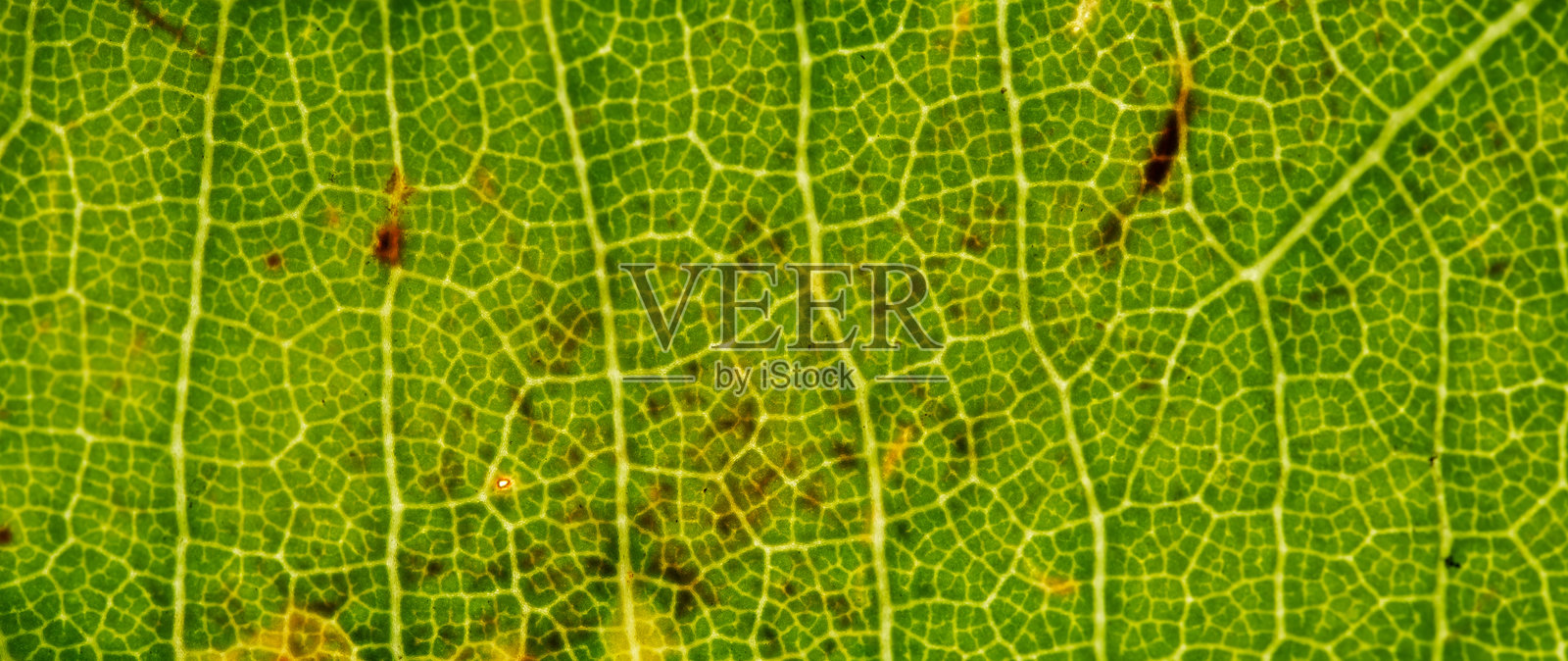 背光下的绿色叶片微距，展示了详细的脉络网络照片摄影图片