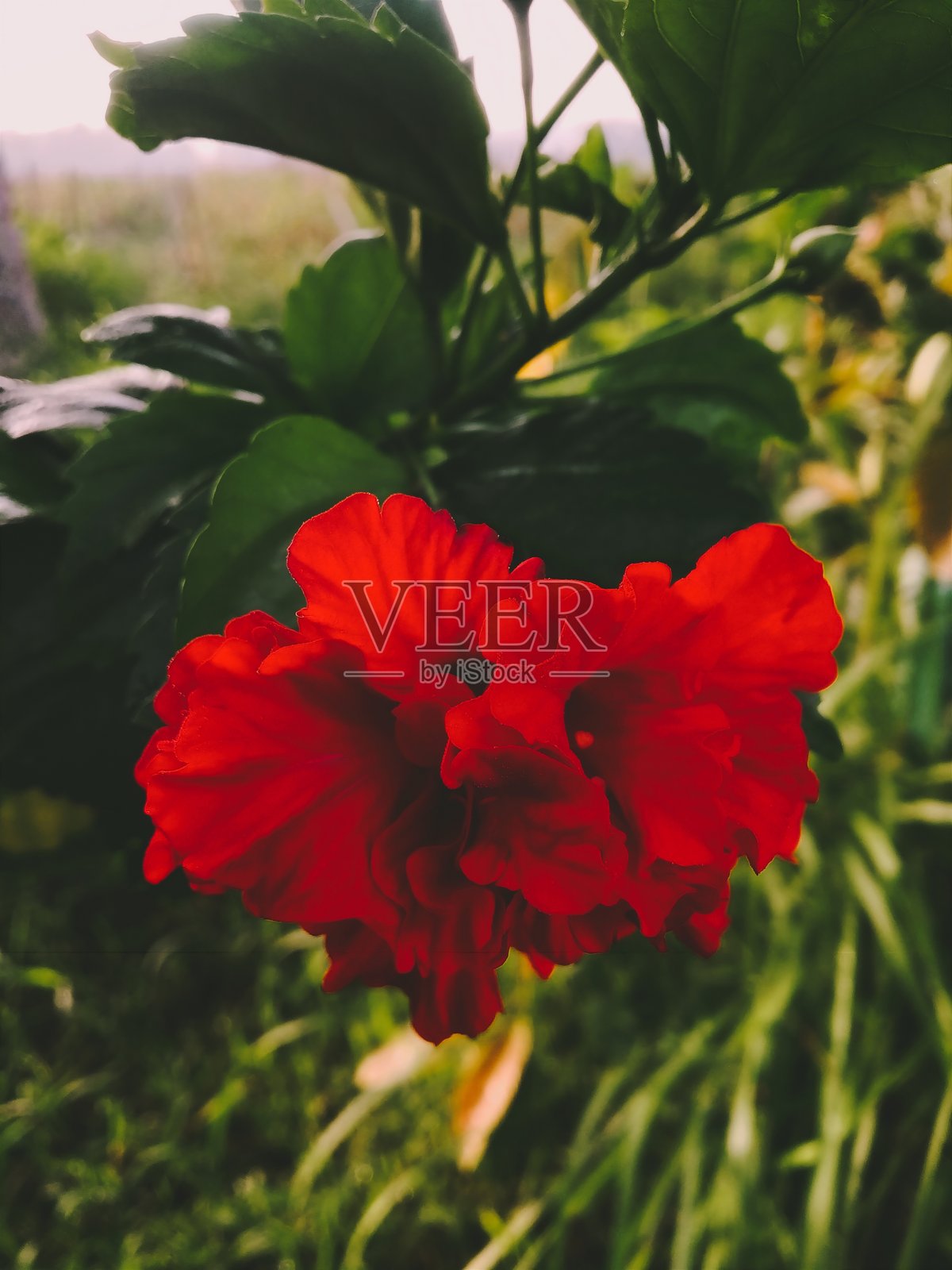 红木槿照片摄影图片