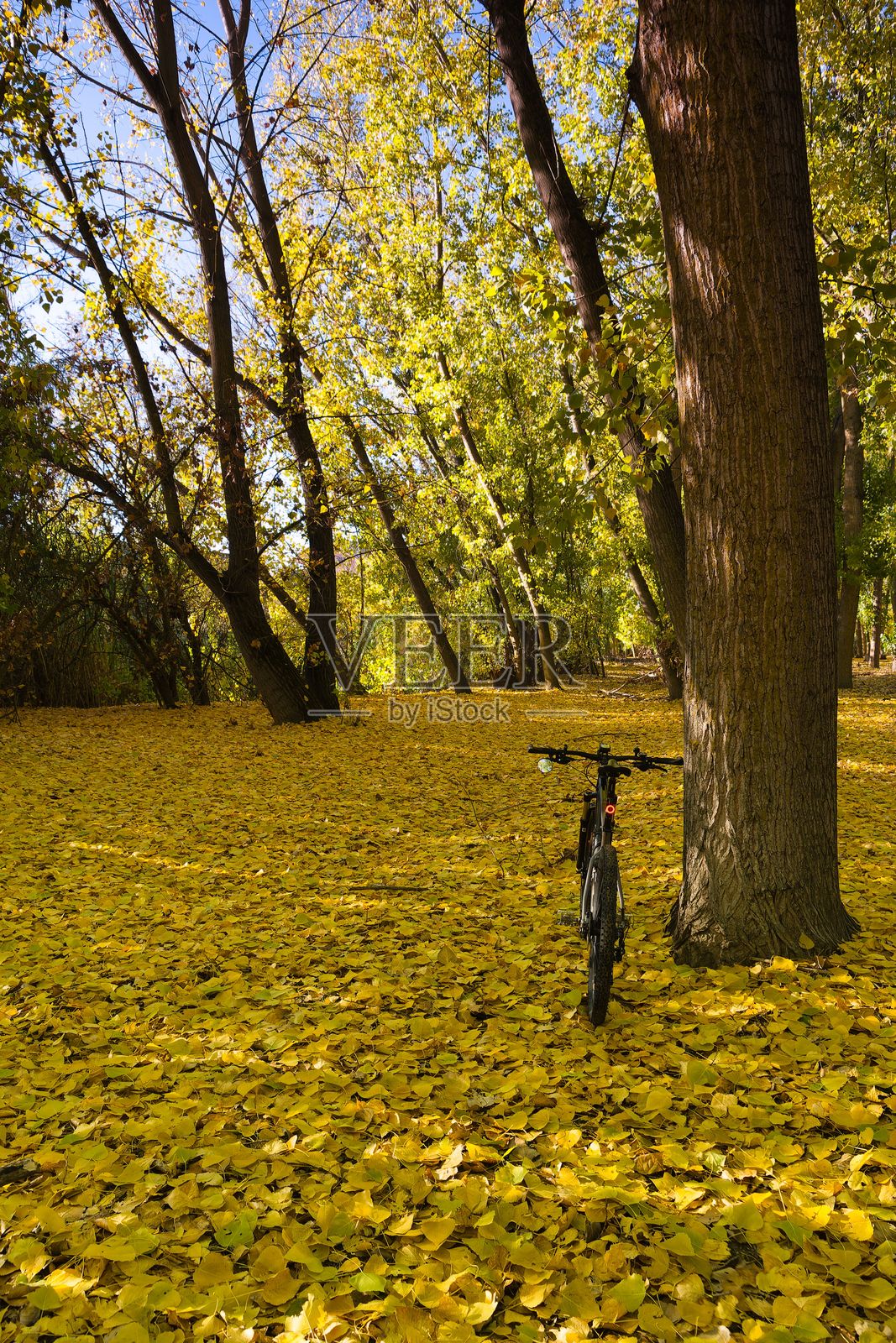 秋日公园里，一棵树旁停放着自行车，金黄的落叶铺满了地面。照片摄影图片