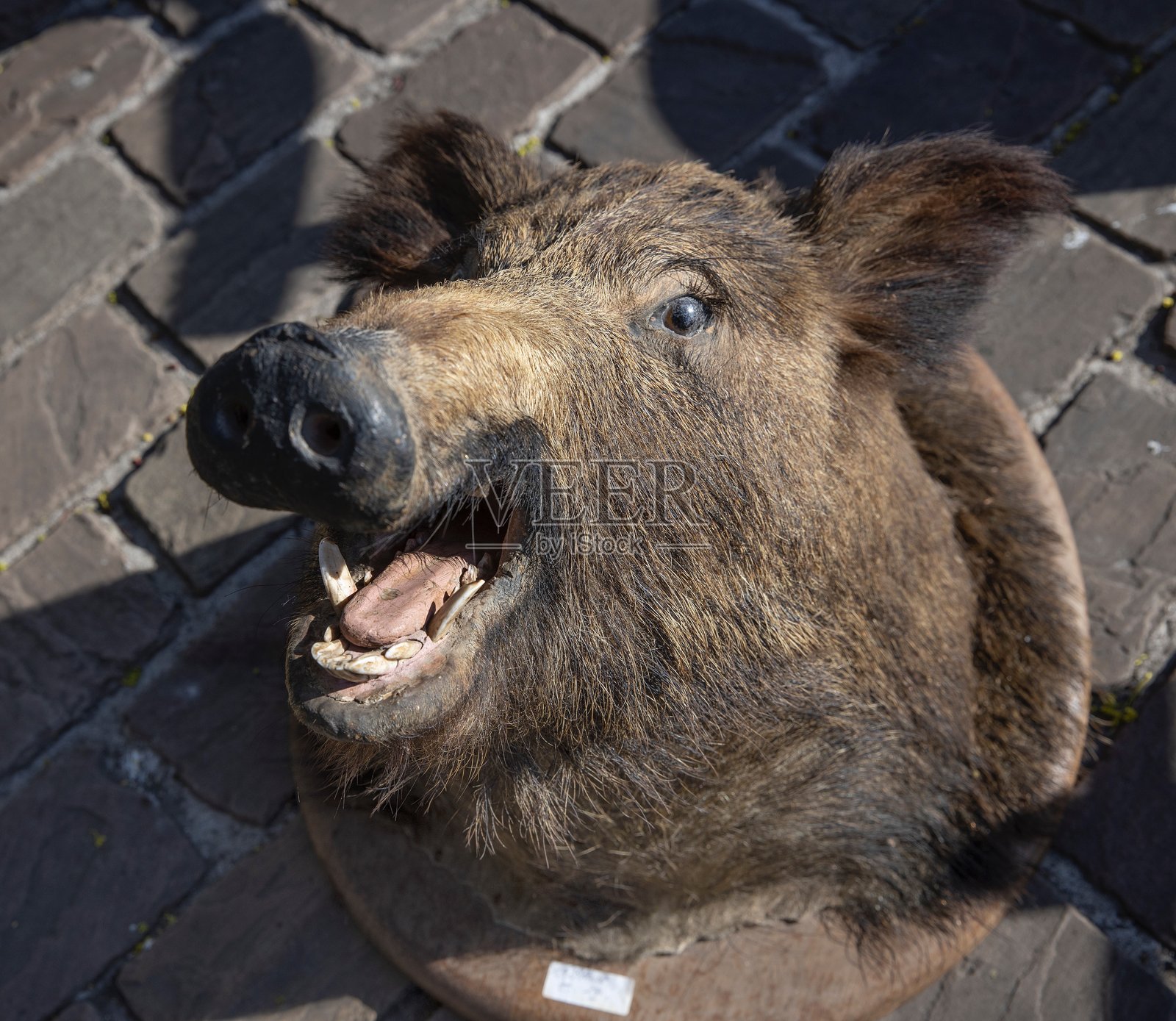 在旧货市场。野猪头。比利时通厄伦镇照片摄影图片