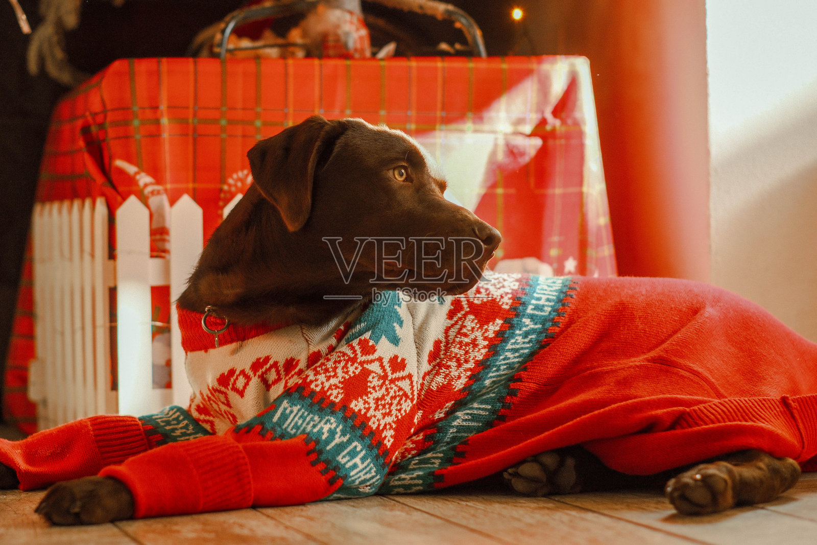 一只穿着红色圣诞毛衣的黑狗照片摄影图片