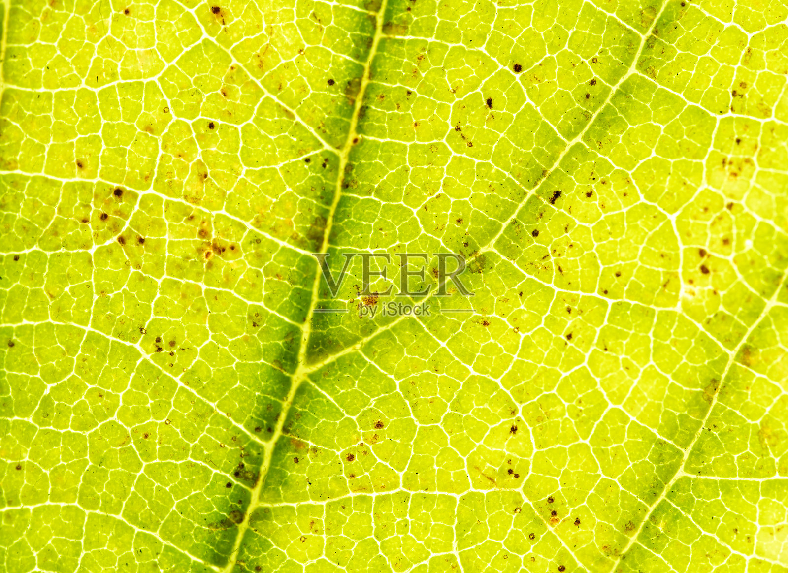 背光绿色叶脉的明亮微距细节照片摄影图片