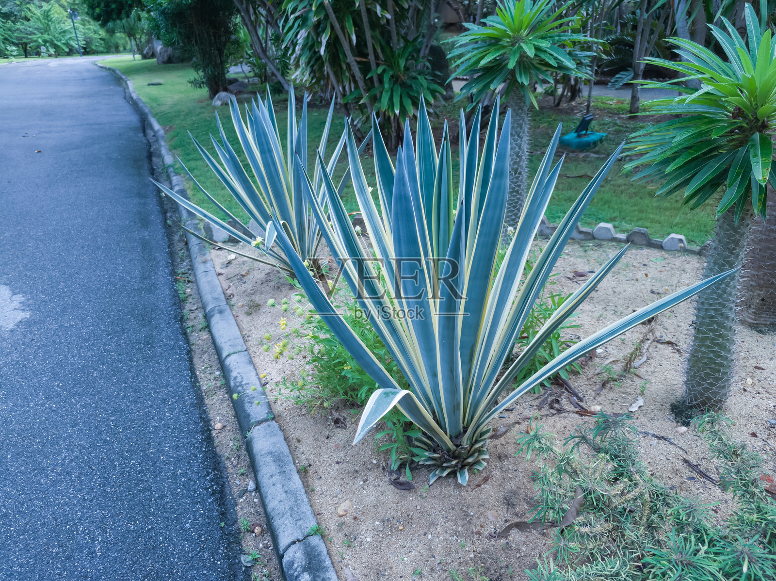 热带灌木特写。龙舌兰或世纪植物在花园或公共公园里照片摄影图片