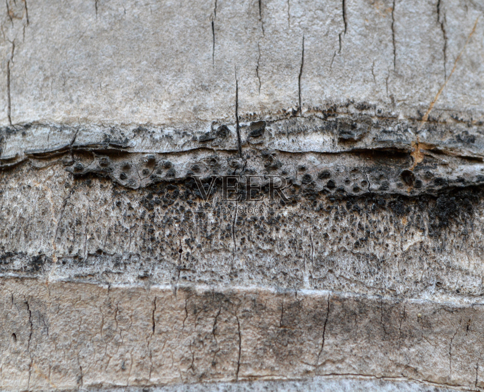 椰子树皮纹理照片摄影图片