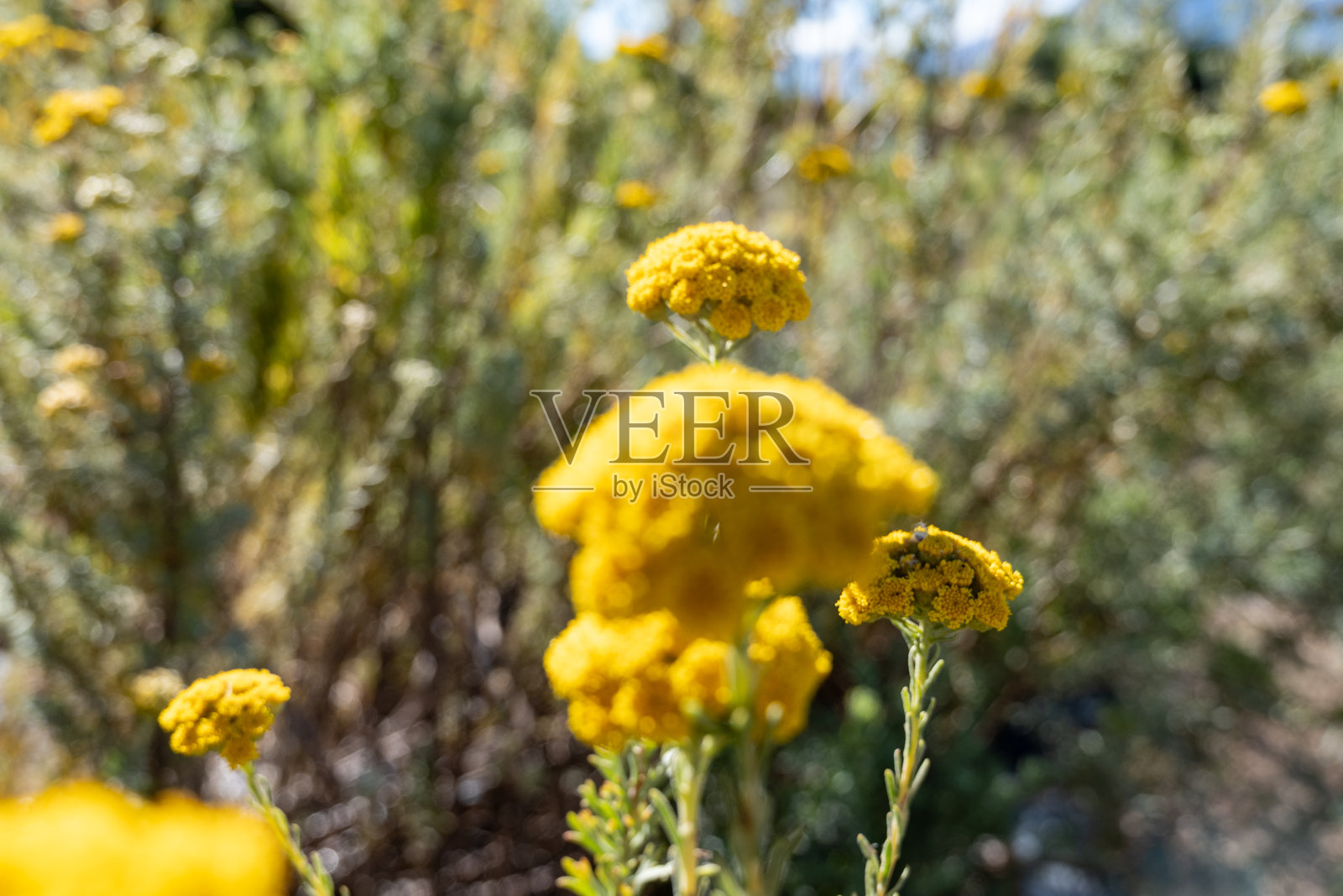 土著植物田中的黄色花朵细节照片摄影图片