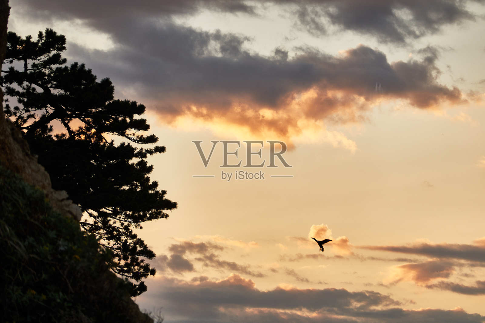 日出时分，一只鸟在阴沉的天空下飞翔照片摄影图片