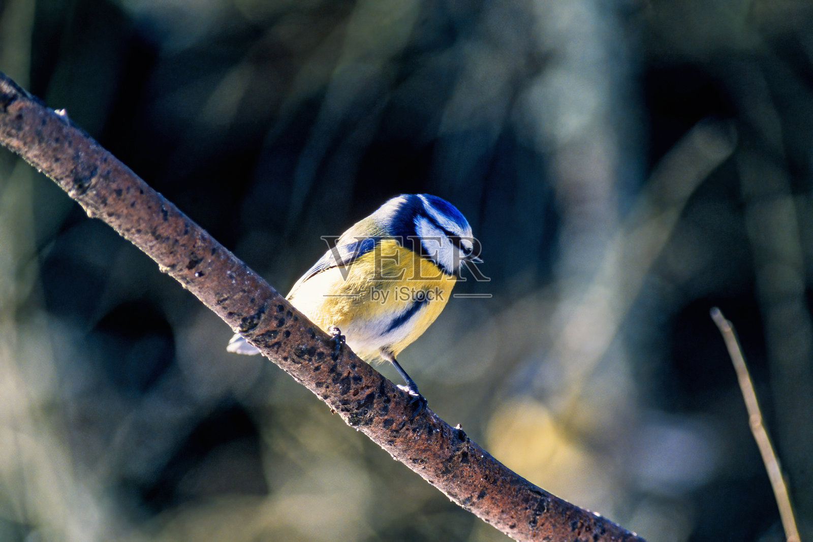 一只蓝冠山雀在阳光下栖息在树枝上照片摄影图片