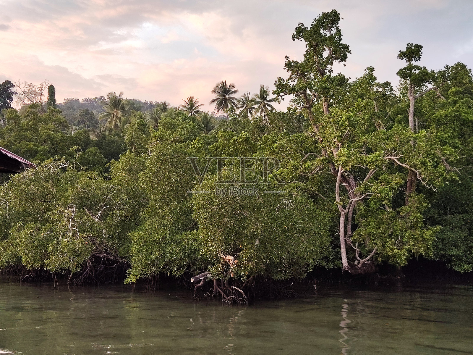 印度尼西亚拉贾安帕特怀乔岛瓦赛的红树林照片摄影图片