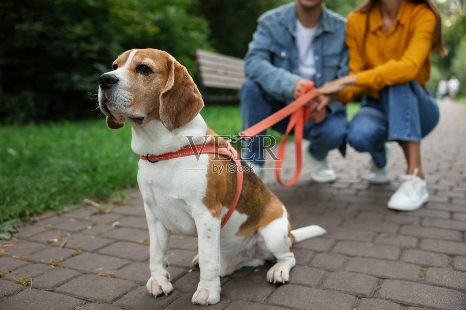 公园里一对情侣与可爱的比格犬的特写镜头照片摄影图片
