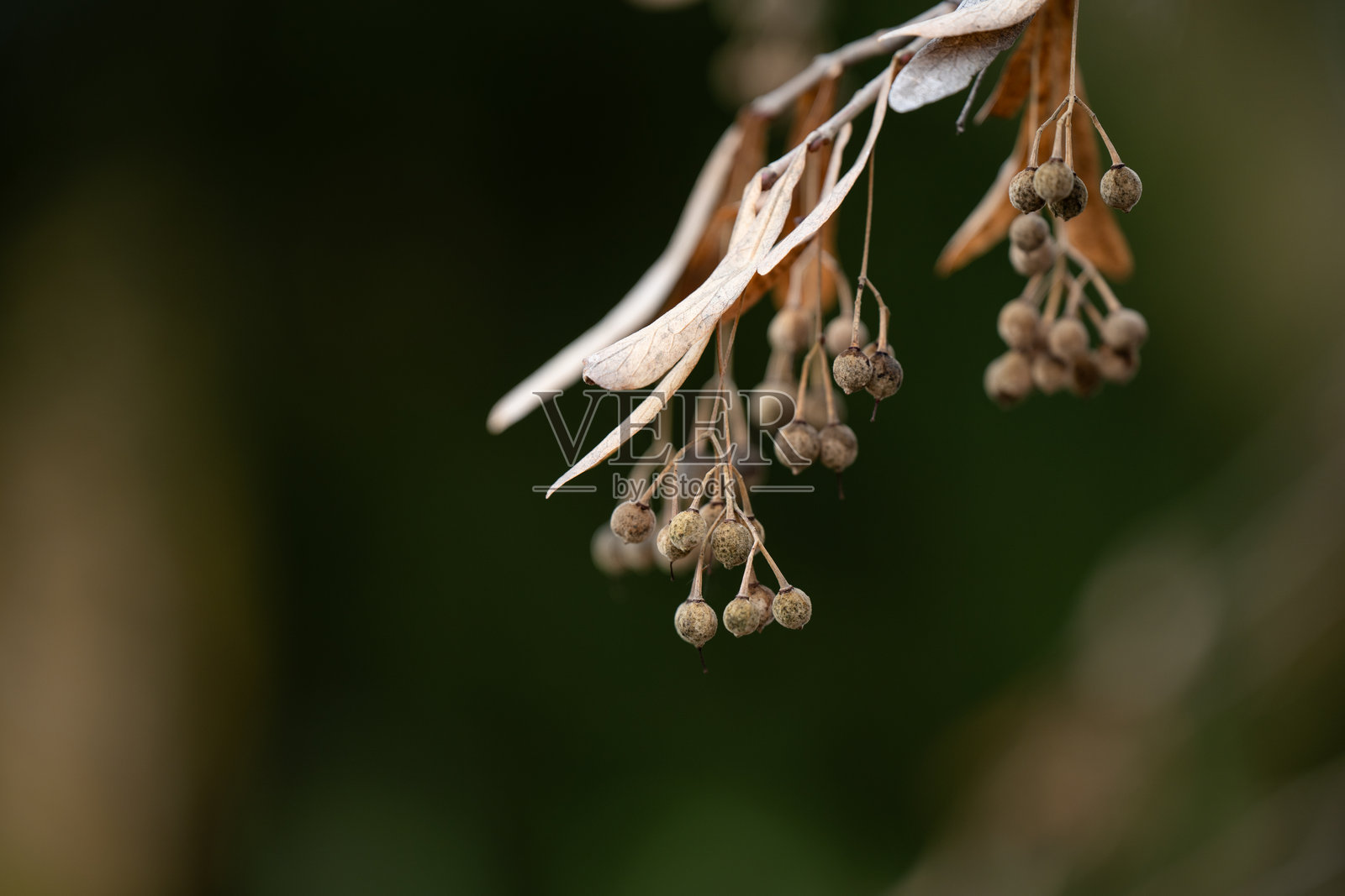 树枝上的干种子荚照片摄影图片