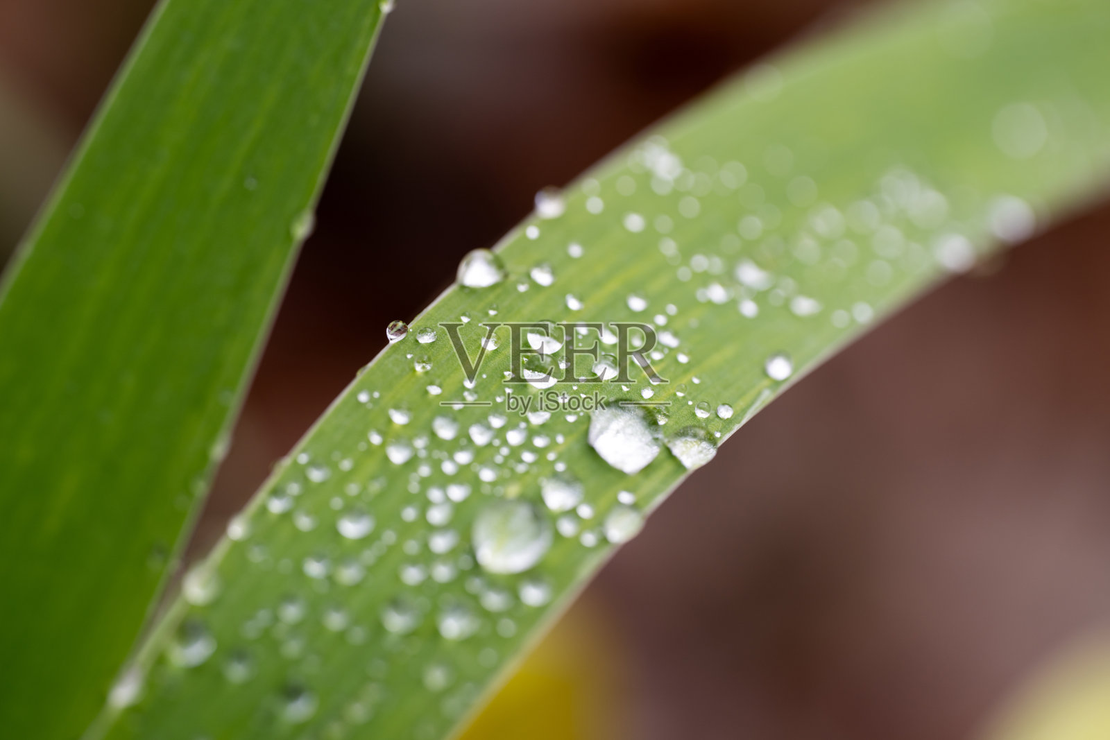 绿叶上的露珠照片摄影图片