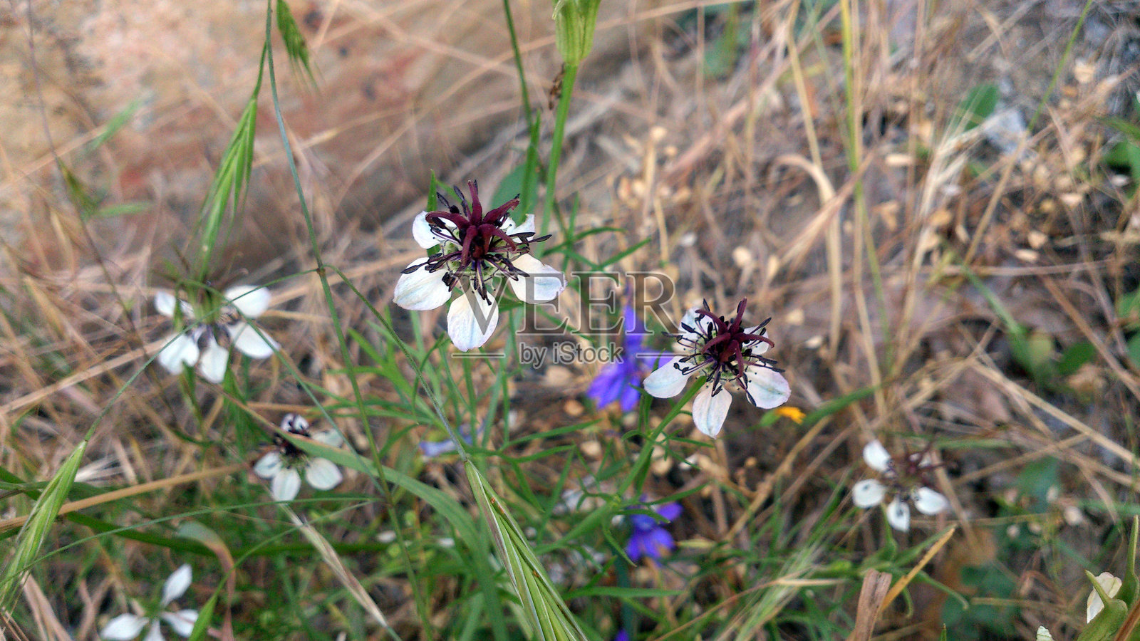 一种名为黑孜然的特有植物物种。Nigella sativa照片摄影图片