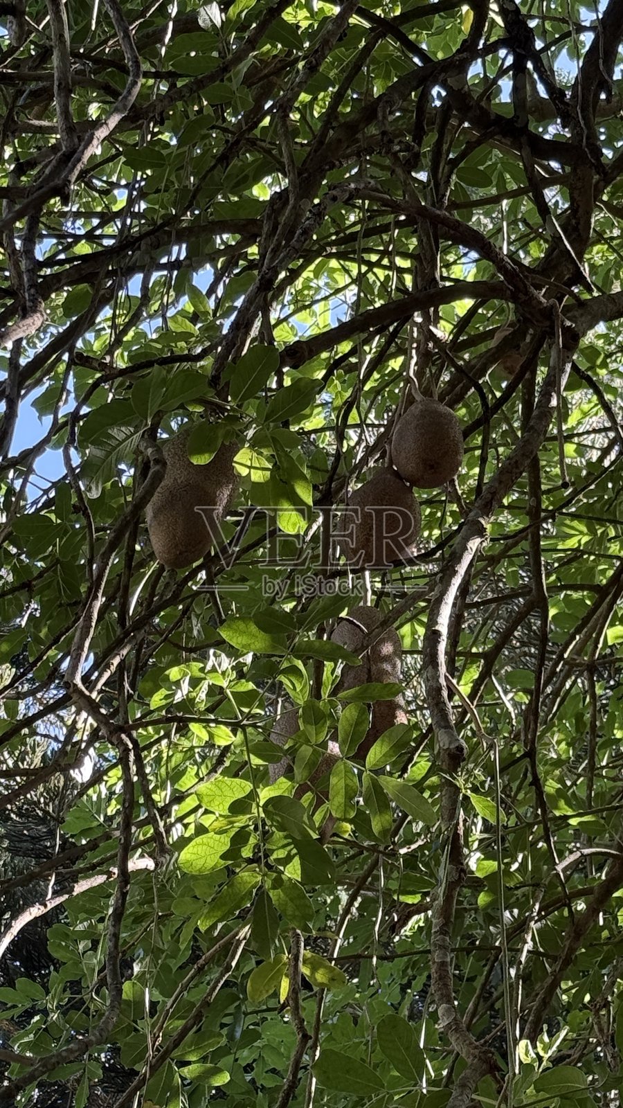 叶子照片摄影图片