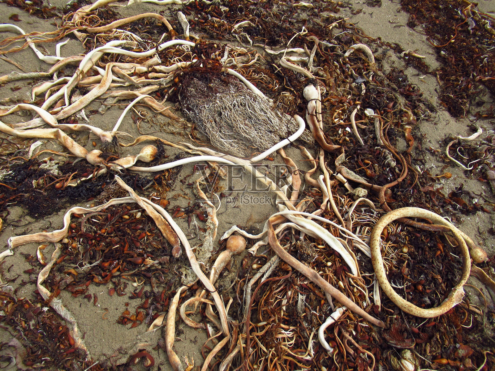 海滩上奇形怪状的怪诞海藻照片摄影图片