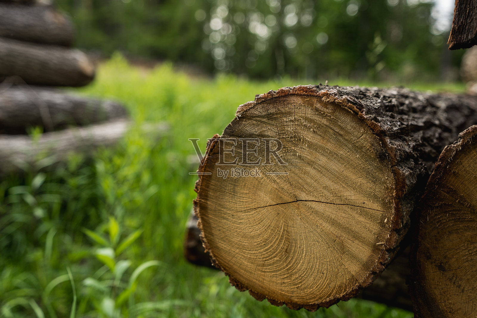 森林里堆叠的松木原木，木材工业照片摄影图片