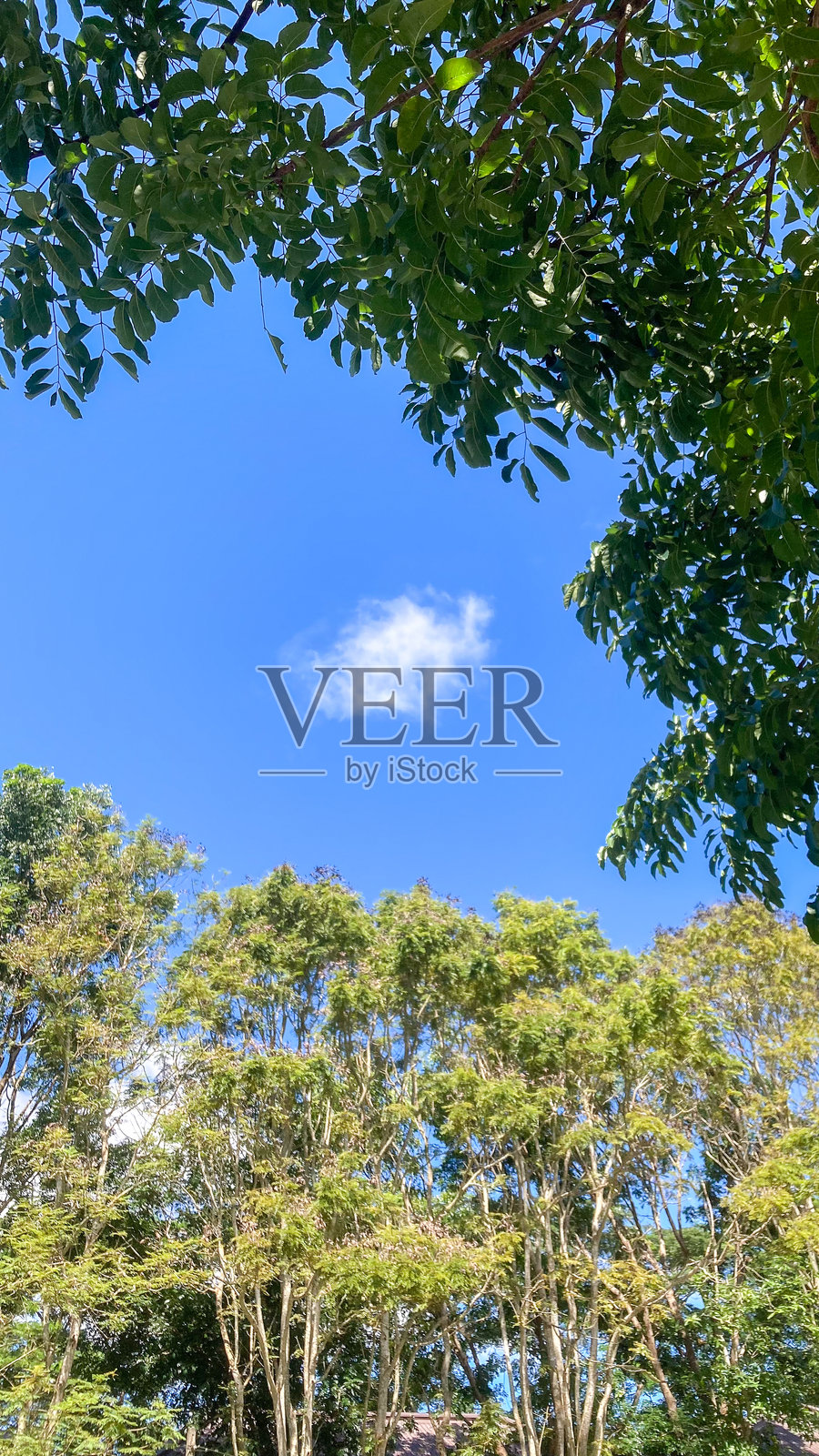 蔚蓝的天空和蓬松的白云在绿色的树梢后，象征着清晰的未来、成长和自然之美。照片摄影图片