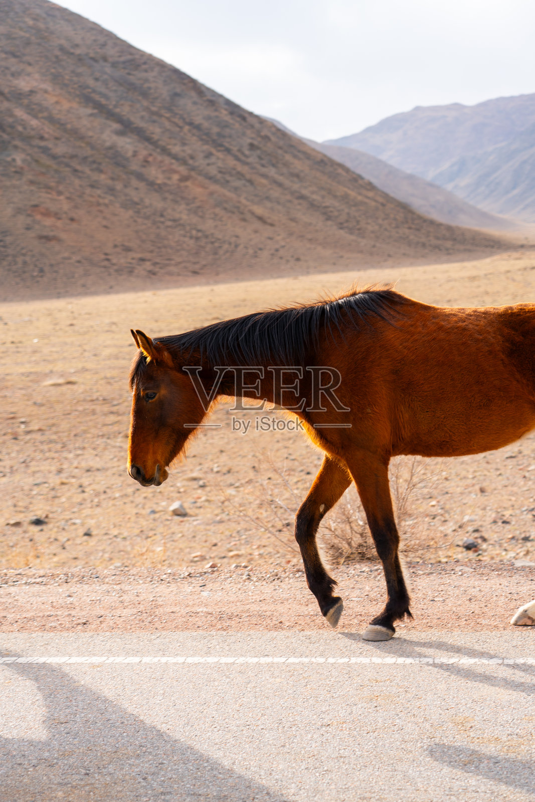 一匹棕色的马走在干旱的山区道路上照片摄影图片