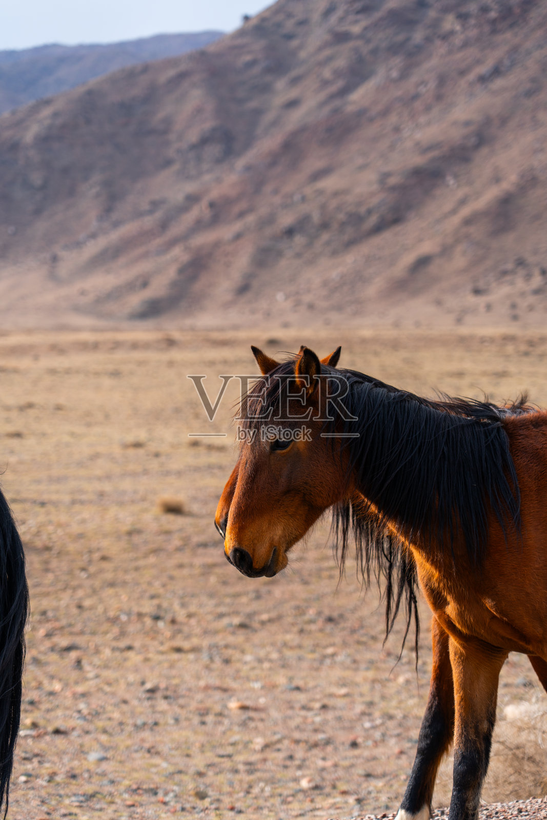 干旱山区中两匹棕色马的特写镜头照片摄影图片