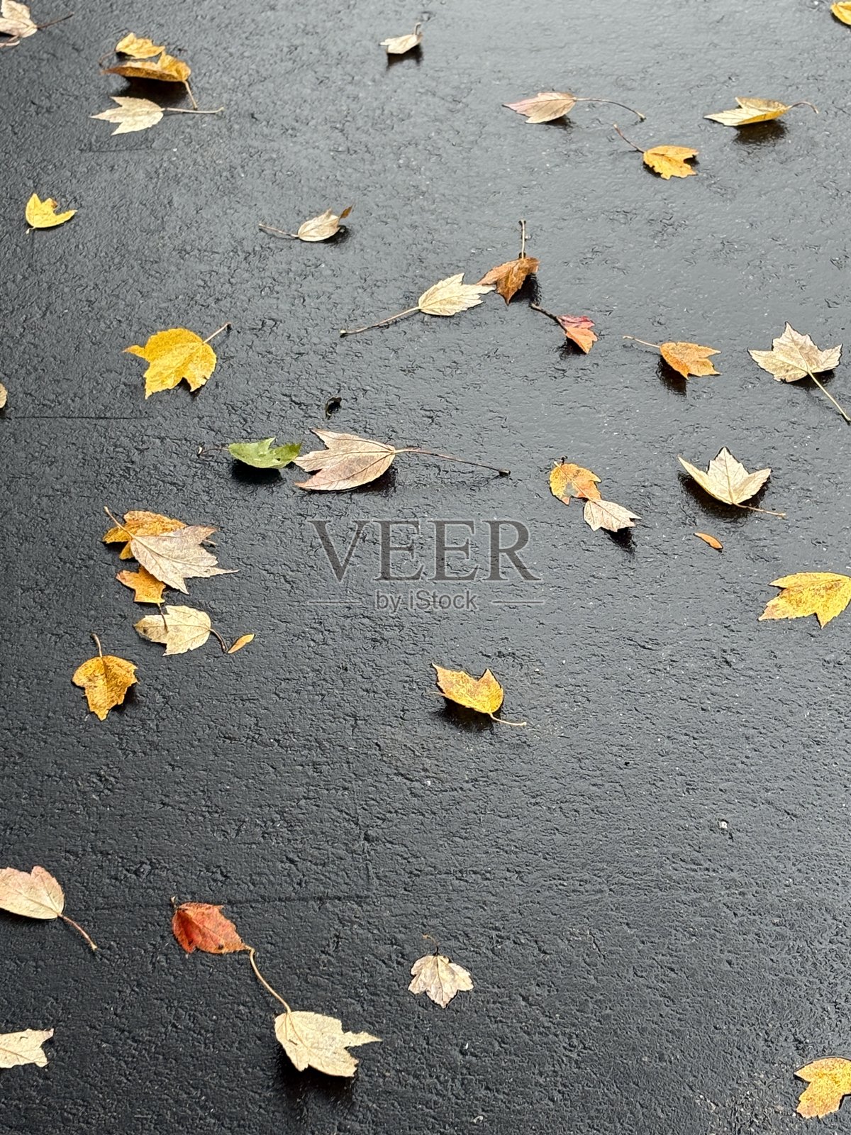黑色沥青上的秋叶照片摄影图片