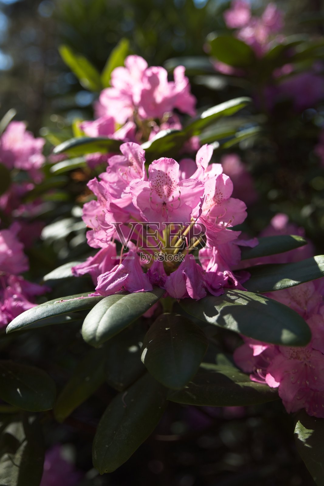 罗德岛杜鹃公园的花朵照片摄影图片