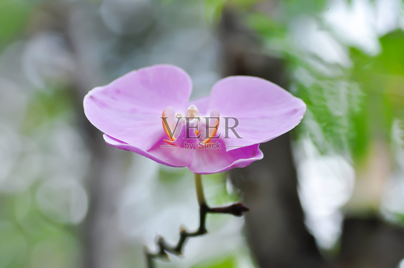 Doritaenopsis or x Doritaenopsis or Doritis Doritaenopsis or Doritis and Phalaenopsis or Doritis or enopsis or Moon Orchid or moth orchid or Phalaenopsis or Phalaenopsis amabilis照片摄影图片