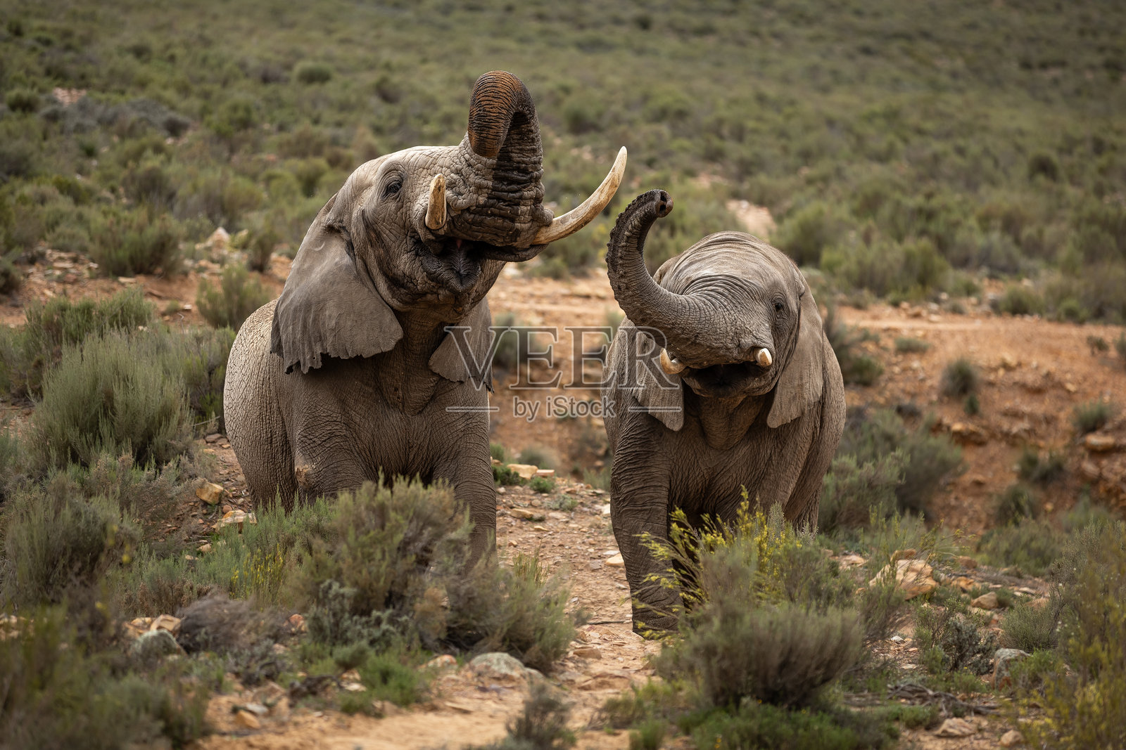 南非大象照片摄影图片